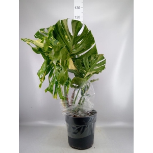 Monstera delic. 'Thai Constellatio'