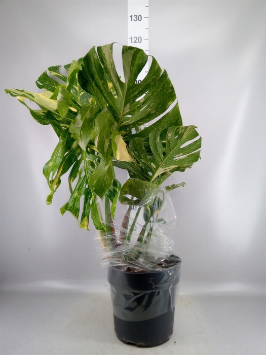 <h4>Monstera delic. 'Thai Constellatio'</h4>