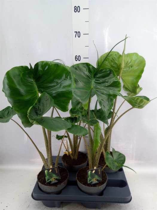 <h4>Alocasia macrorrhiza 'Stingray'</h4>