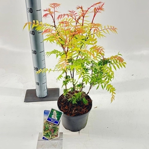 sorbifolia Sem