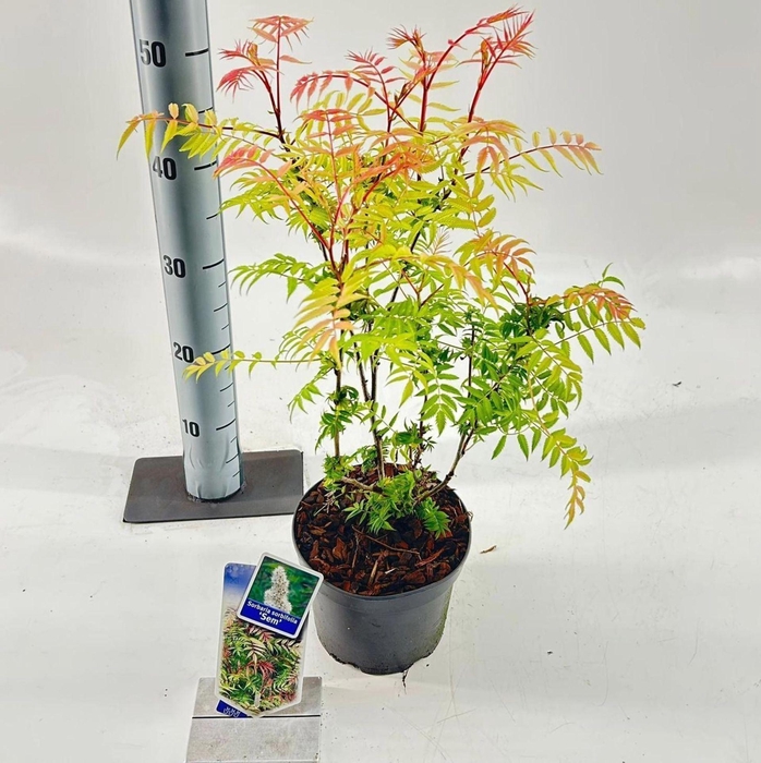 <h4>sorbifolia Sem</h4>