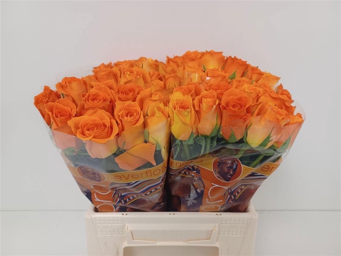 <h4>R GR KINGSDAY+</h4>