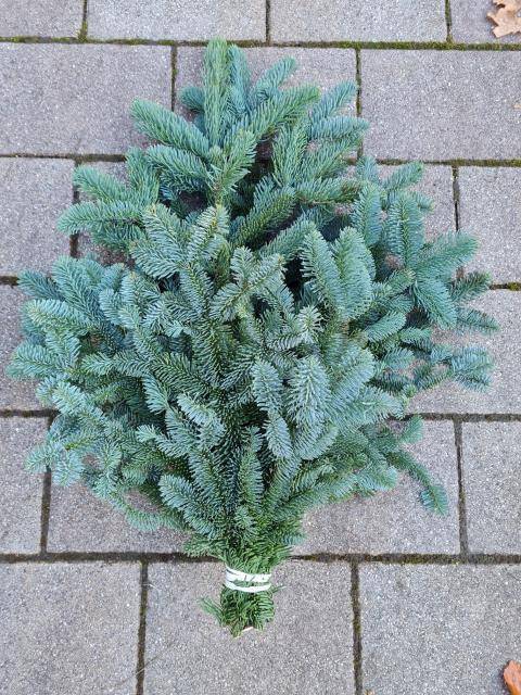 <h4>ABIES NOB BLAU BUND</h4>