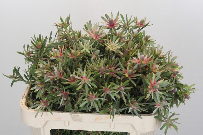 Leucadendron Ayoba Star Pearl