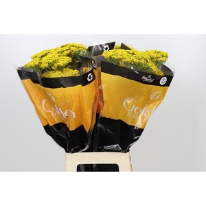 Achillea Golden Prairi