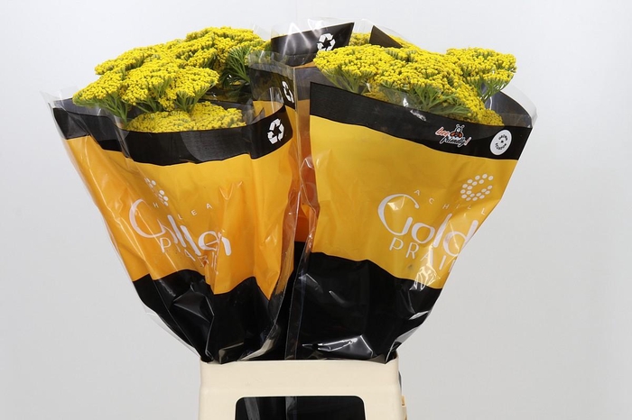 <h4>Achillea Golden Prairi</h4>
