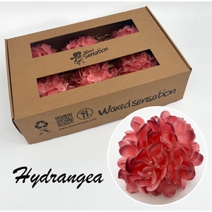 Zijde Hydr Wx Two Tone Pink