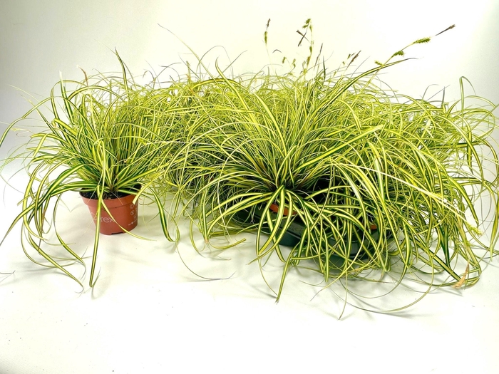 <h4>CARE HA EVERGOLD</h4>