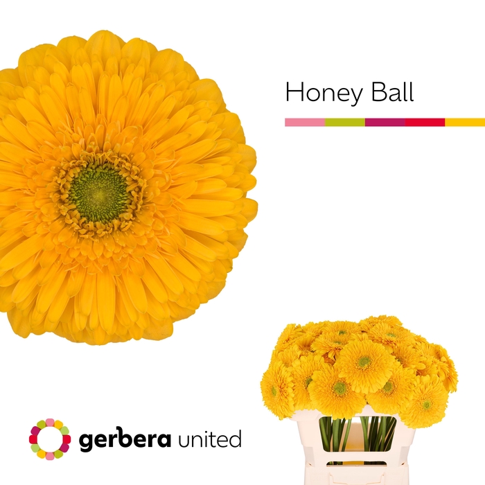 <h4>Gerbera Pomponi Honey Ball Water x40</h4>