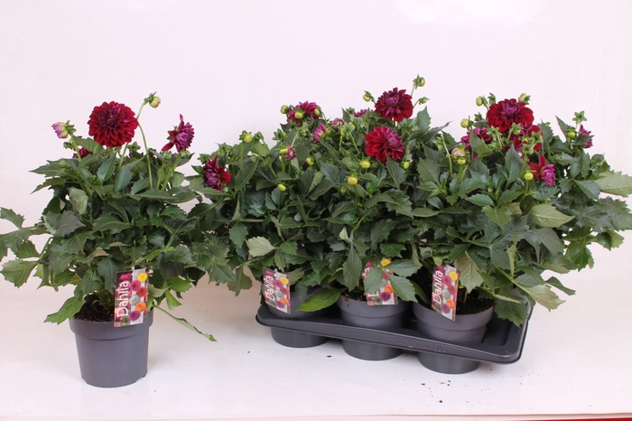 <h4>Dahlia Labella Grande Purple</h4>