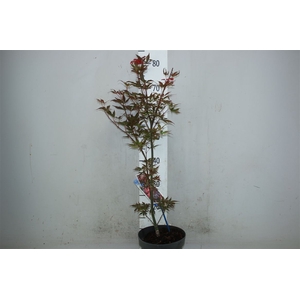 Acer Pal. 'skeeters Broom'