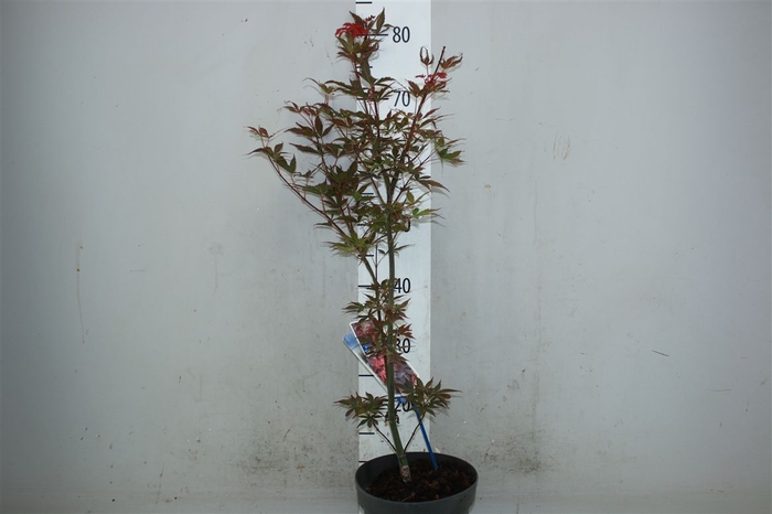 <h4>Acer Pal. 'skeeters Broom'</h4>