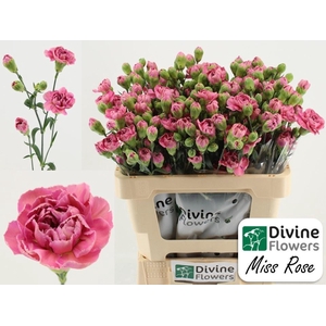 Dianthus TR 'Miss Rose'