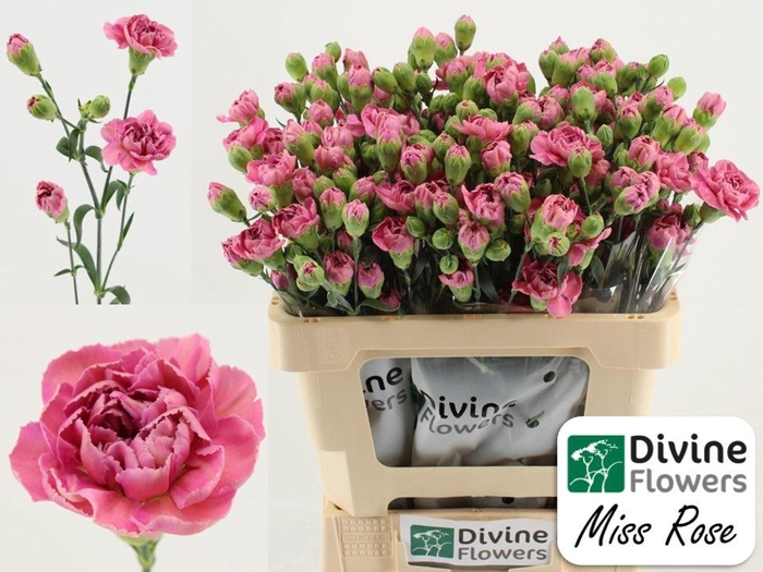 <h4>Dianthus TR 'Miss Rose'</h4>