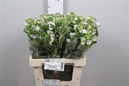 <h4>Oxypetalum coer. 'Perf White Harmo'</h4>