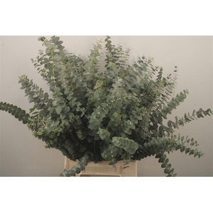 Euc Baby Blue Per Bunch Za 150 Gram