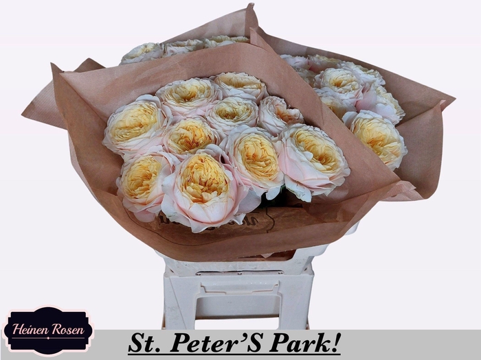 <h4>R GR ST PETERS PARK!</h4>