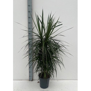 DRA MARGINATA
