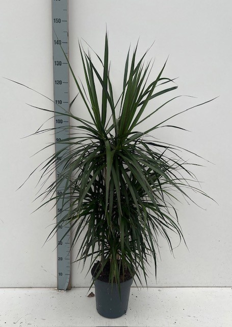 <h4>DRA MARGINATA</h4>