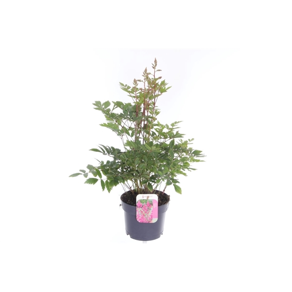 <h4>Astilbe japonica Mainz</h4>