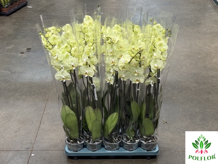 Phalaenopsis Anthura Volterra 12Ø 70cm 3 Pędy