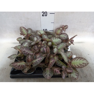 Episcia   ...