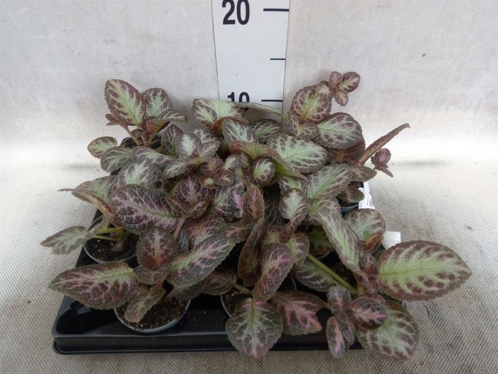 Episcia   ...