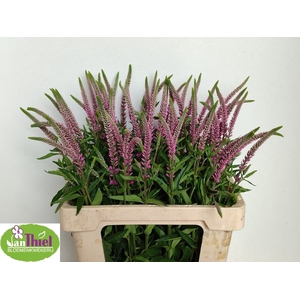 VERON L SKYLER PINK,