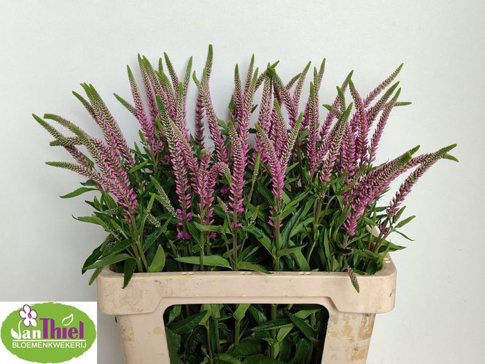 VERON L SKYLER PINK,