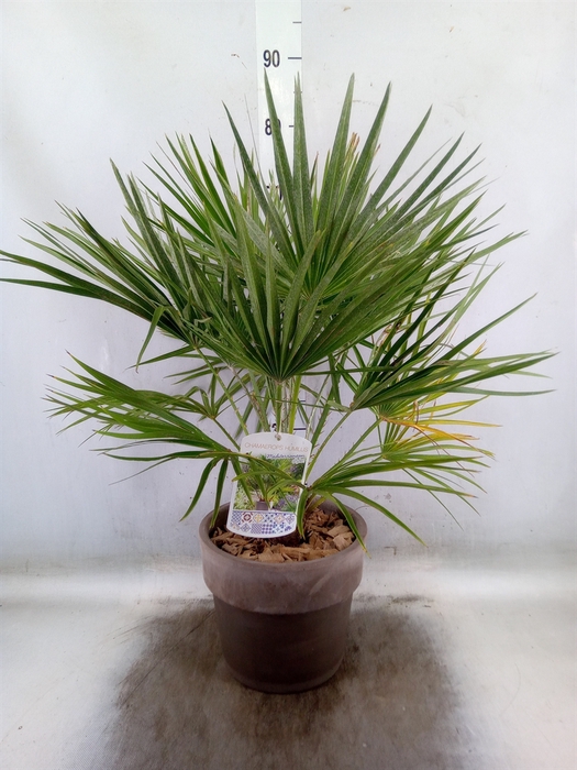 <h4>Arr.   Tuinplanten H%</h4>