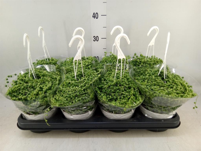 <h4>Senecio rowleyanus</h4>