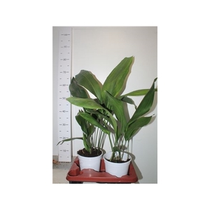 Aspidistra Elatior