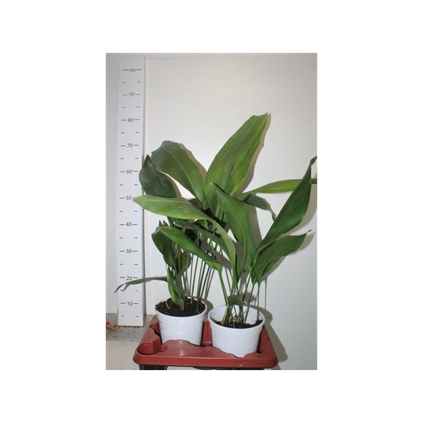 <h4>Aspidistra Elatior</h4>