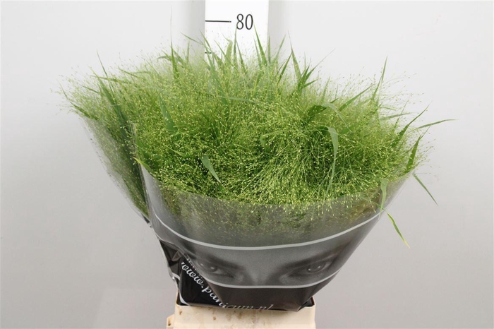 <h4>Panicum Fountain</h4>