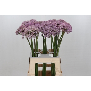 Allium Pink Jewel