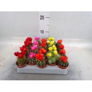 Cactus   ...decorated