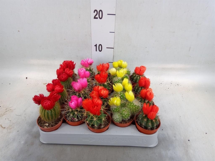 <h4>Cactus   ...decorated</h4>