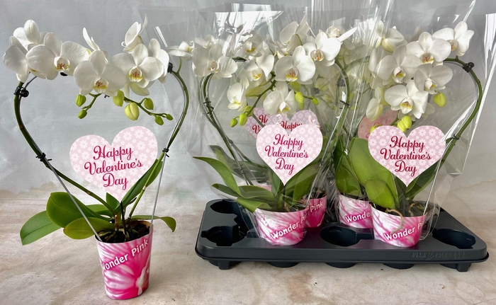 <h4>hart 9cm wit valentijn</h4>