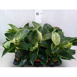 Philodendron   ...