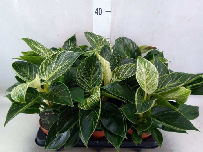 <h4>Philodendron   ...</h4>