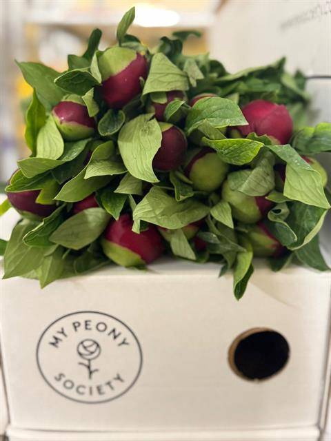 <h4>Paeonia red charm</h4>