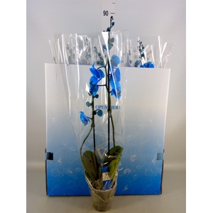 Phalaenopsis   ...