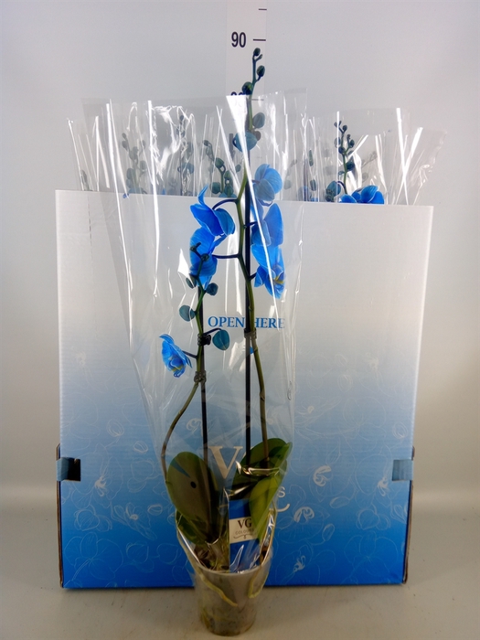 <h4>Phalaenopsis   ...</h4>