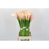 Zantedeschia Eydolls Salmon