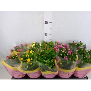 Chrysanthemum   ..mix 7