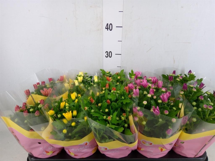 <h4>Chrysanthemum   ..mix 7</h4>