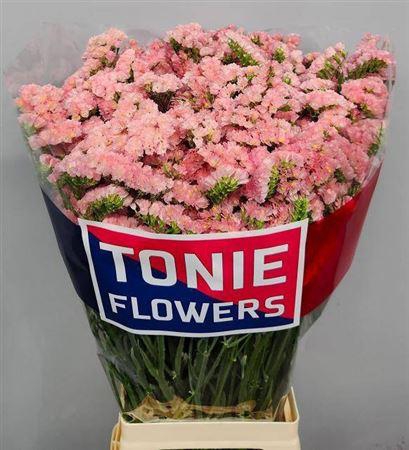 <h4>LIM S EMMA PEACH</h4>