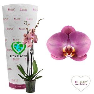 Phalaenopsis Honey Peach - 3 tak 70cm (Less Plastic)