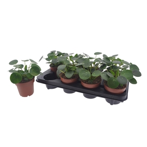 PILEA PEPEROMIOIDES
