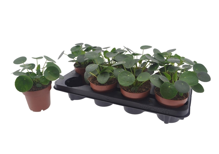 <h4>PILEA PEPEROMIOIDES</h4>